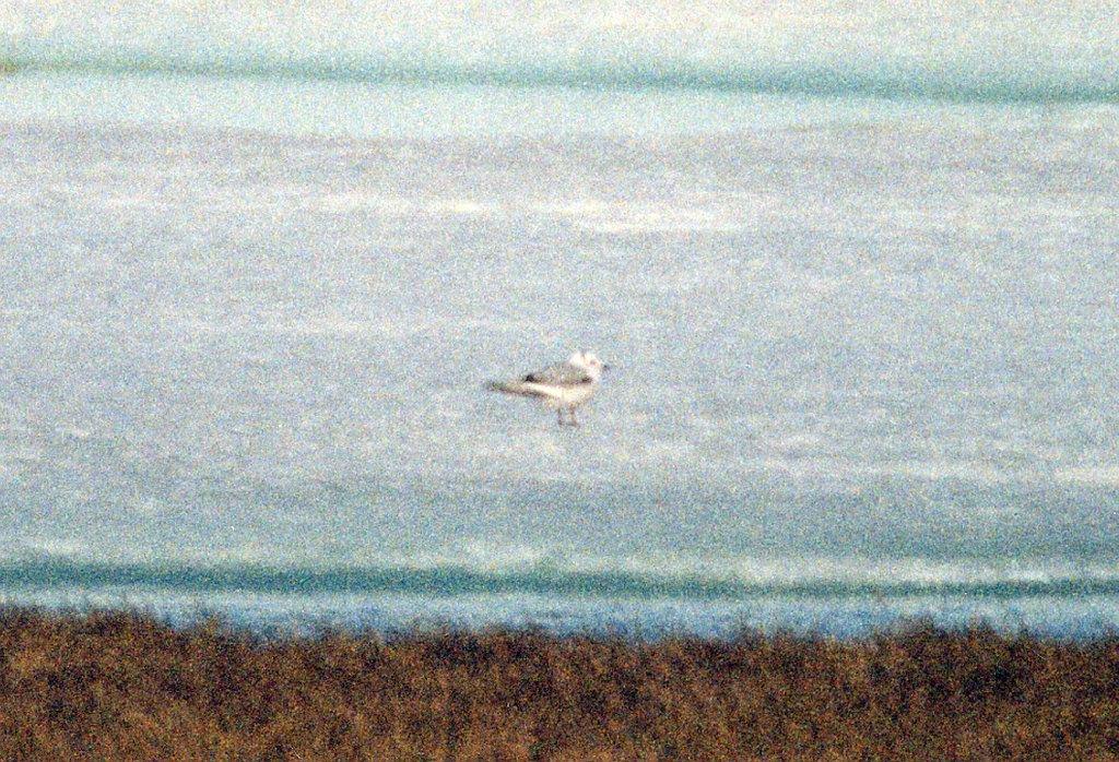 Gull, Ross's, Deadhorse, AK, 1999-06, B07P45I01a.jpg